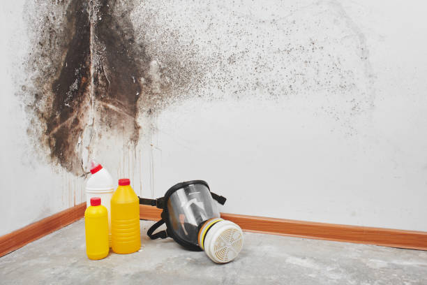 Best Certified Mold Removal  in Fortuna, CA