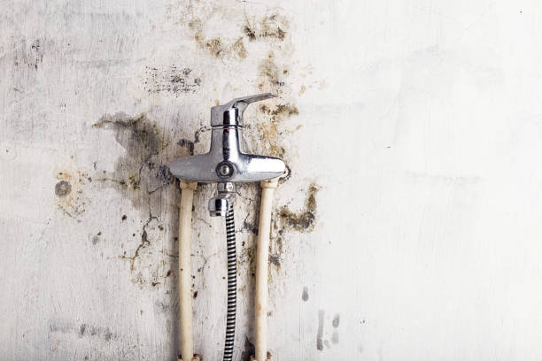 Best Home Mold Removal  in Fortuna, CA