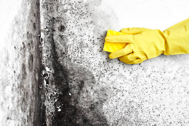 Best Local Mold Removal Service  in Fortuna, CA