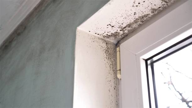 Best Toxic Mold Removal  in Fortuna, CA