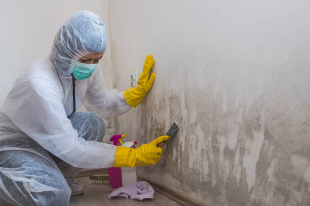 Best Mold Removal Near Me  in Fortuna, CA