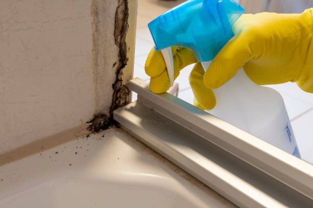 Fortuna, CA Mold Removal Company