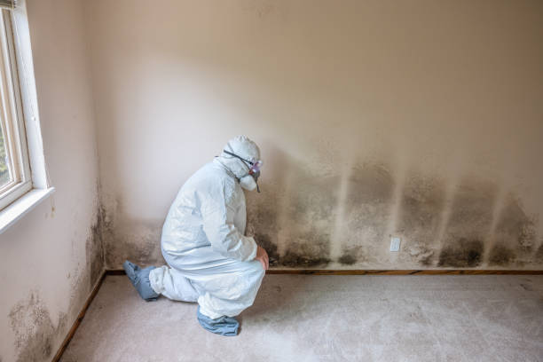 Best Best Mold Removal Companies  in Fortuna, CA