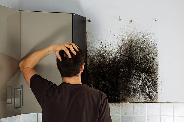 Best Emergency Mold Removal  in Fortuna, CA