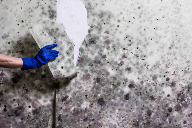 Home Mold Removal in Fortuna, CA