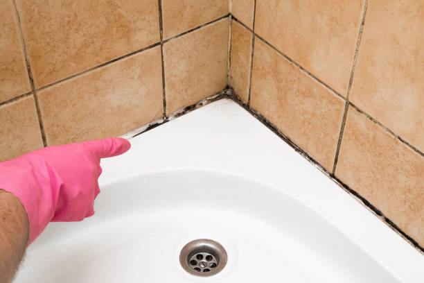 Best Emergency Mold Removal  in Fortuna, CA